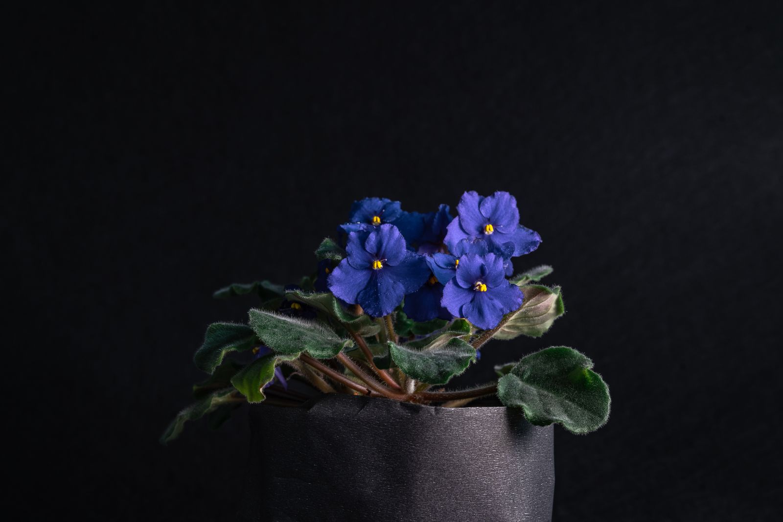 A blooming African violet in a pot, a compact pet-safe houseplant