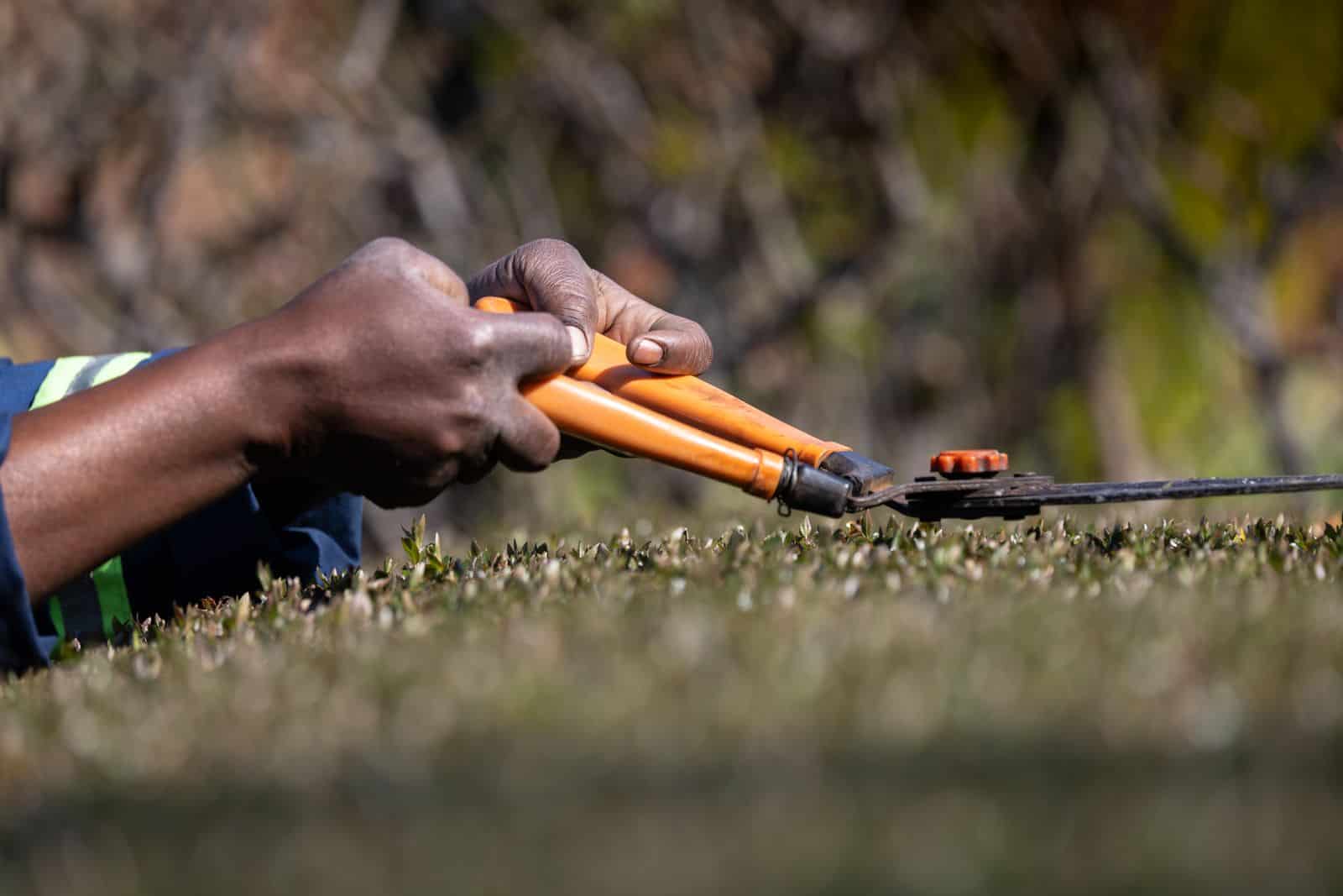 A gardener's hands gripping bypass pruning shears, one of the best pruning shears for small hands, while trimming a garden hedge