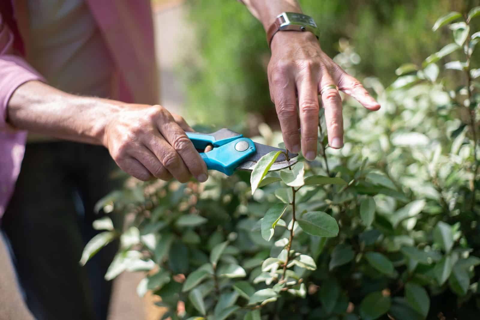 Close-up of hands using bypass pruning shears to trim a plant stem in a sunny garden