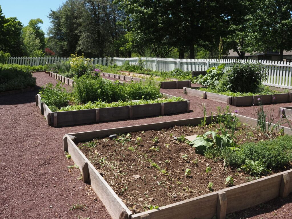 Wooden raised garden beds filled with vegetables in a sunny community garden