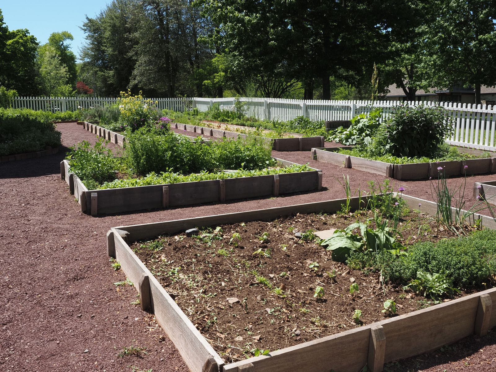 Cedar vs metal raised beds side by side: wooden raised garden beds in a sunny community garden