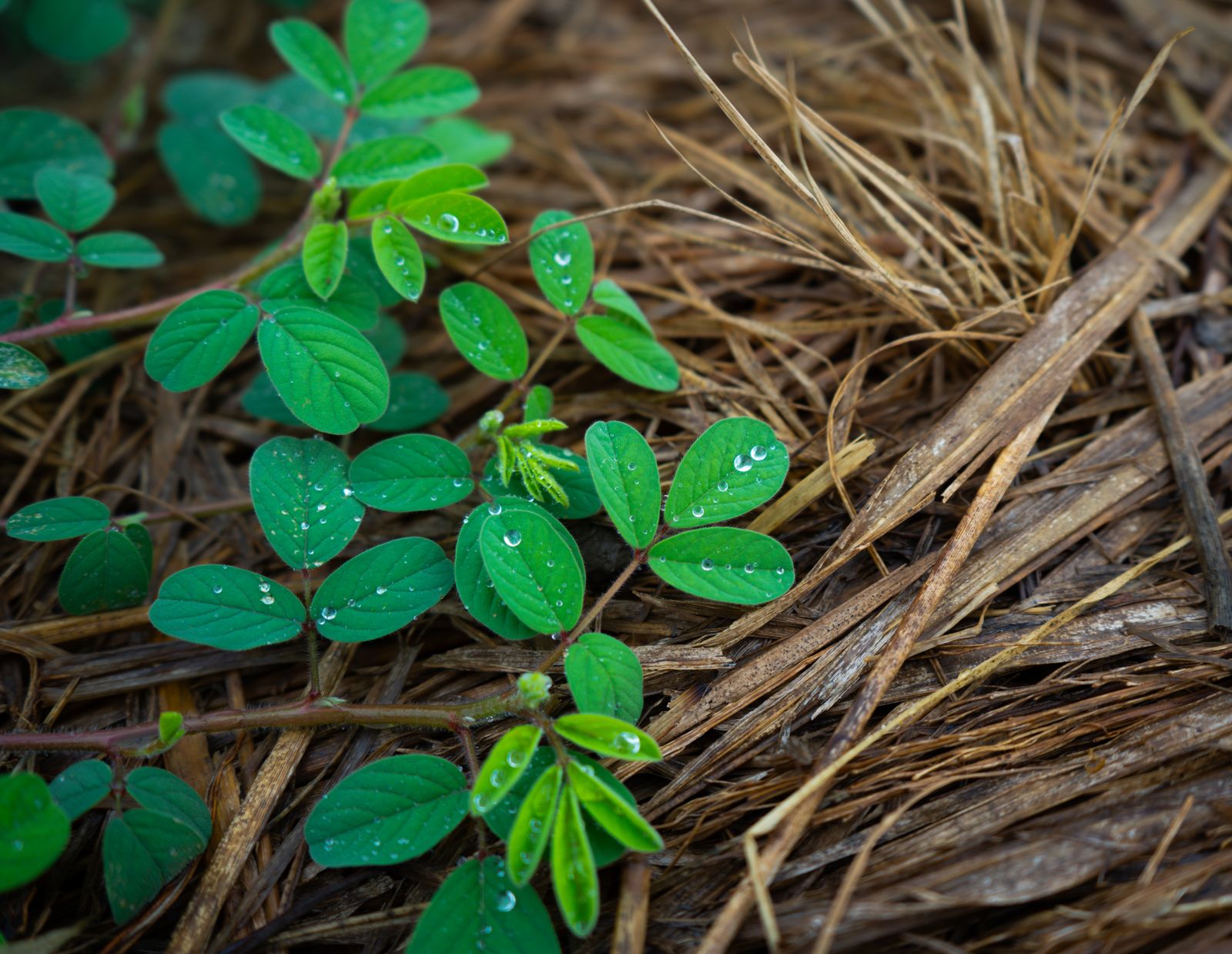 Close-up of mulch layered around plants to hold in soil moisture