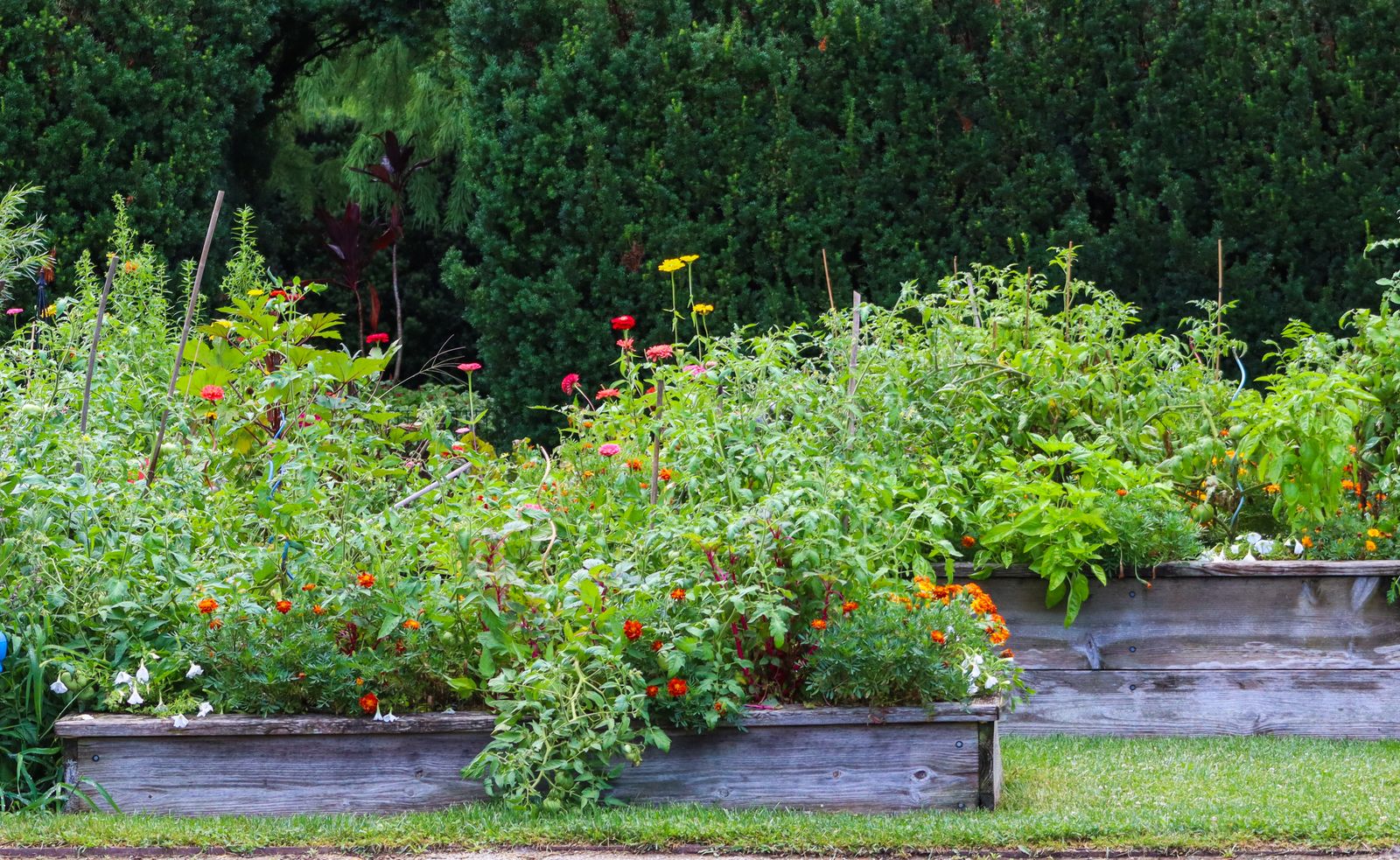 Wood raised garden bed packed with tomato plants and marigolds