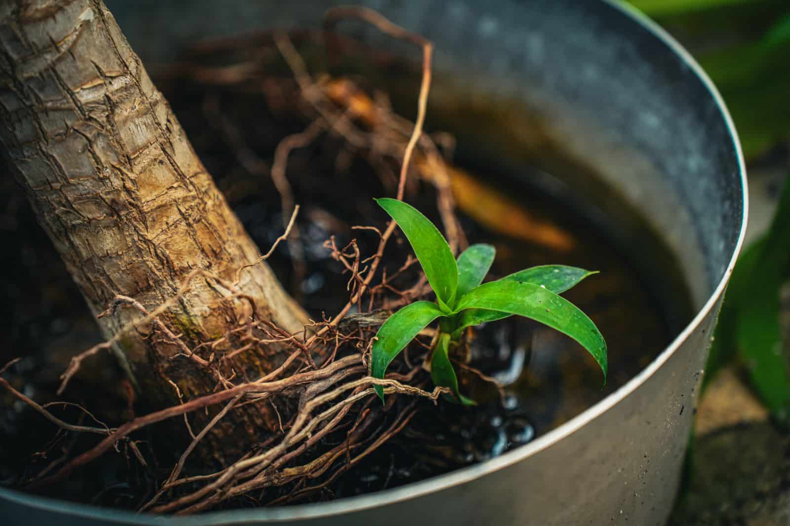 A small plant lifted from its pot to check the roots during repotting