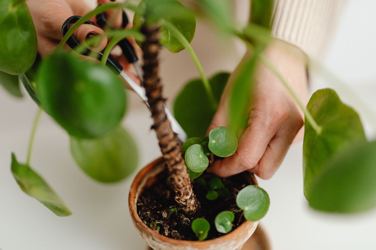 Hands trimming a Chinese money plant (Pilea peperomioides), a non-toxic houseplant safe for cats and dogs