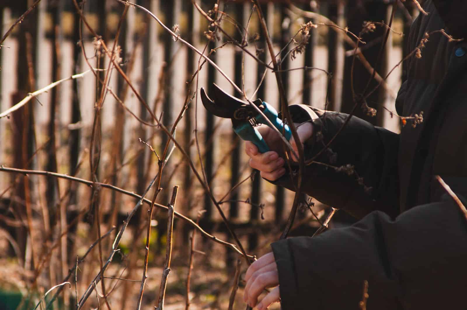 Essential garden tools for beginners in action: a gardener using bypass pruning shears to make a clean cut