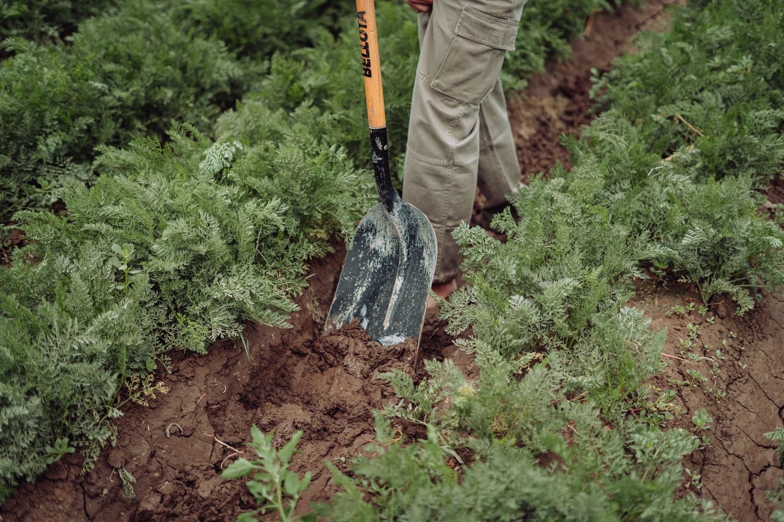 Gardener digging into rich garden soil with a round-point shovel in a vegetable patch