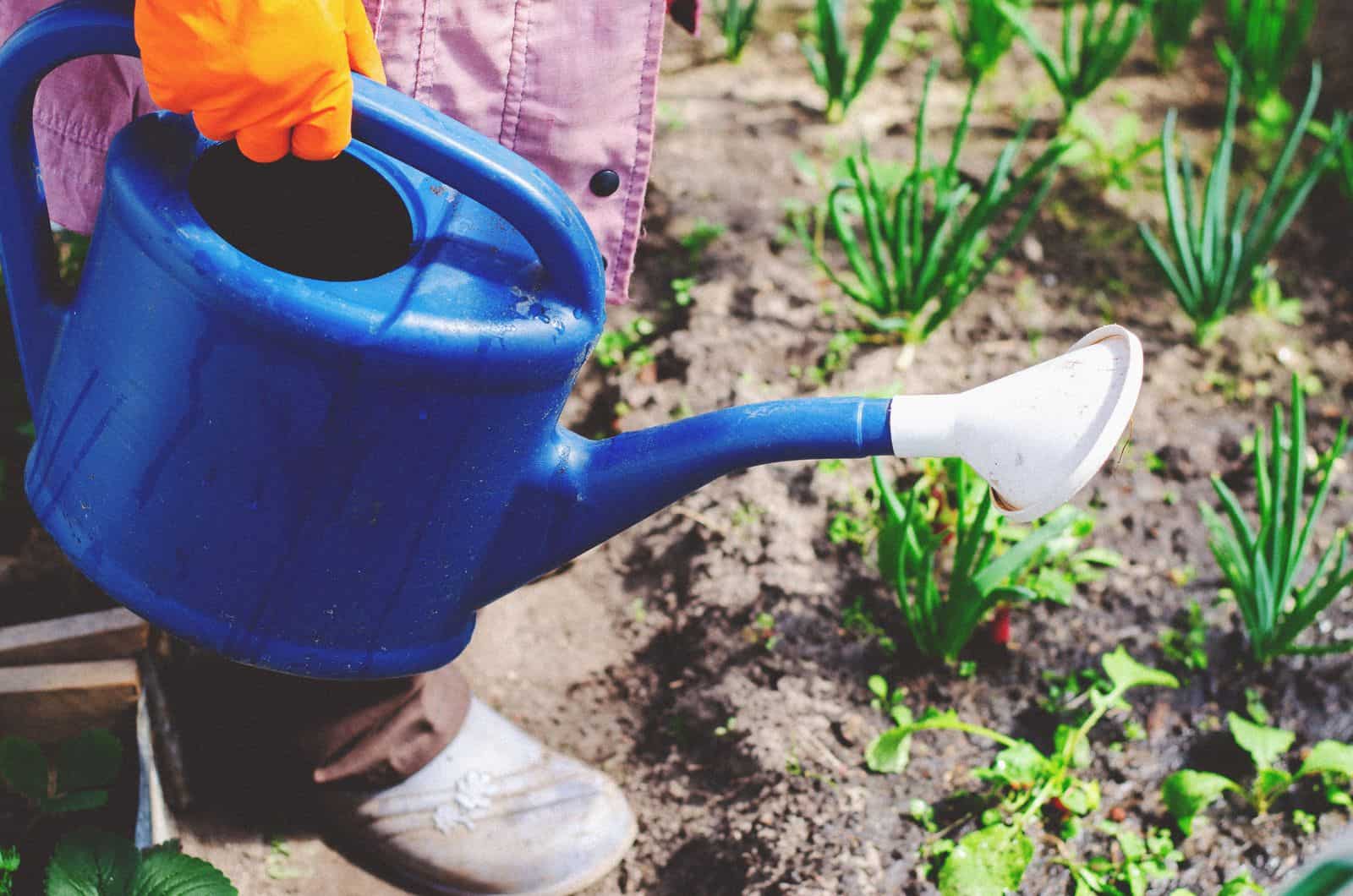 Close-up of a watering can with a detachable rose watering young vegetable seedlings