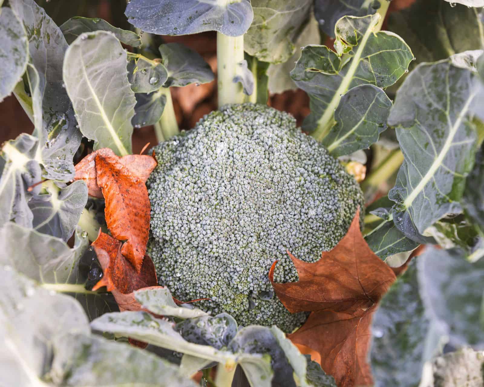 A broccoli head growing in the garden beside a fallen autumn leaf, a cold-hardy fall vegetable
