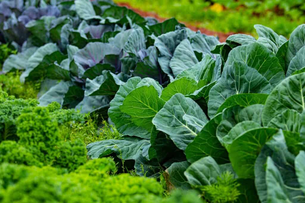Fall vegetables by zone: rows of cabbage and kale growing in a fall garden bed