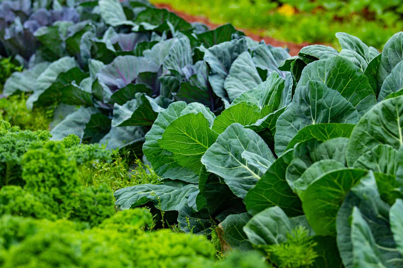 Fall vegetables by zone: rows of cabbage and kale growing in a fall garden bed