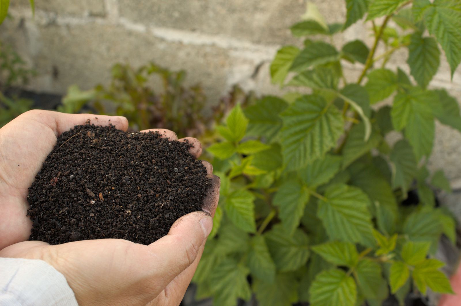 Hands holding a scoop of rich compost over a garden bed being prepped for fall planting