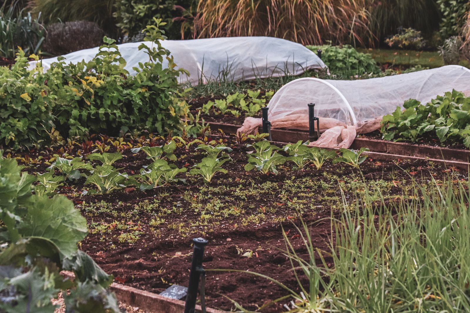 A raised garden bed protected by a fabric row cover on hoops to extend the fall harvest