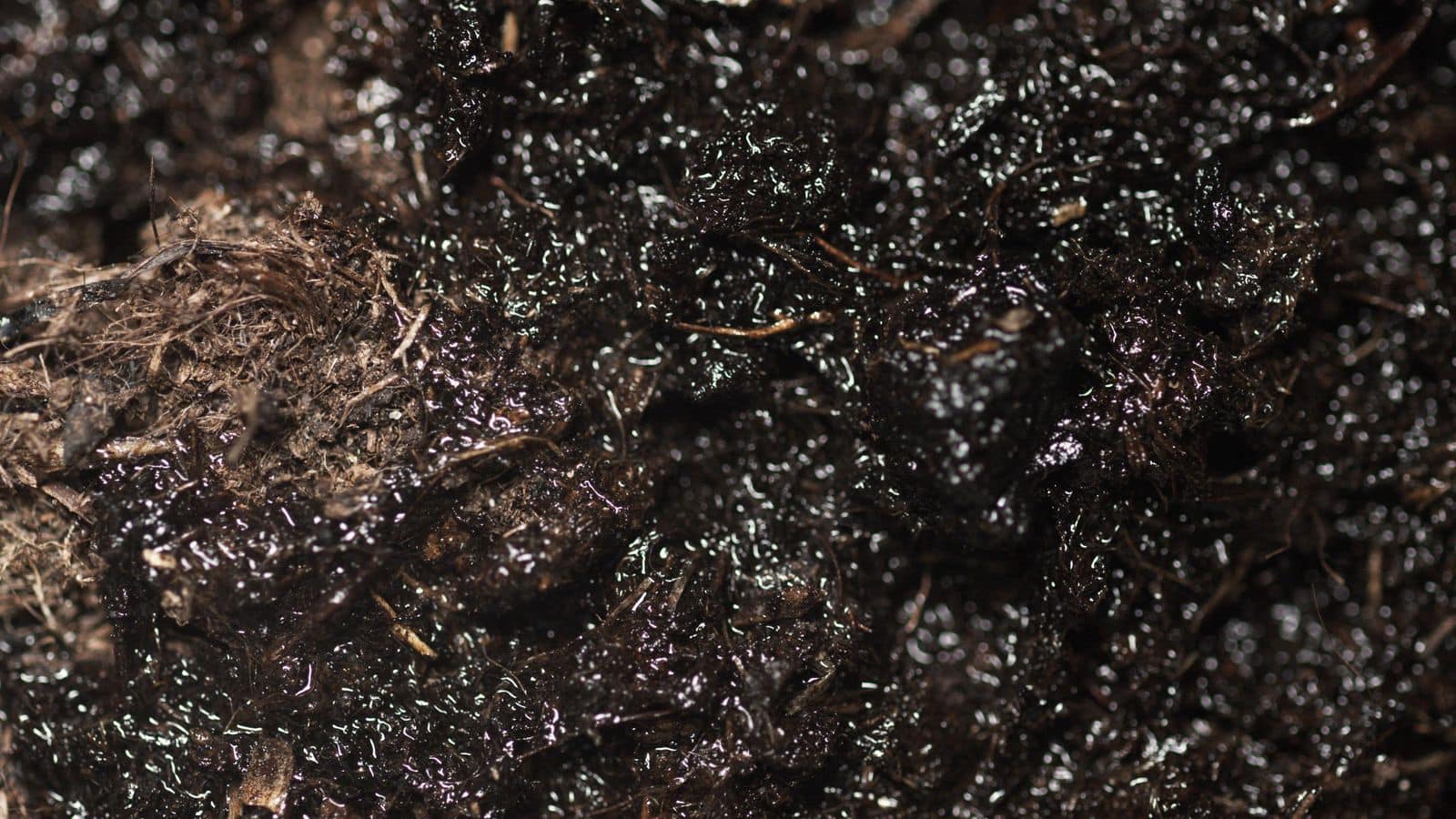 Close-up of damp, organic-rich potting soil where fungus gnat larvae live