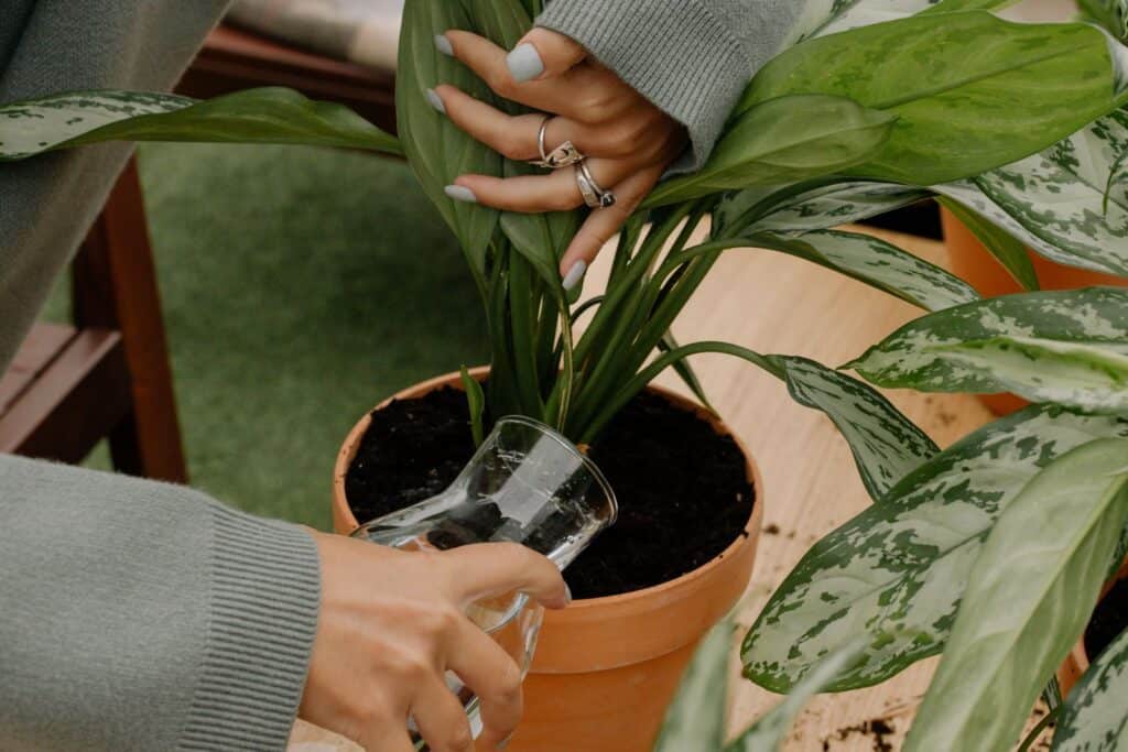 How to get rid of fungus gnats starts with watering: soaking a houseplant's soil carefully instead of letting it stay wet