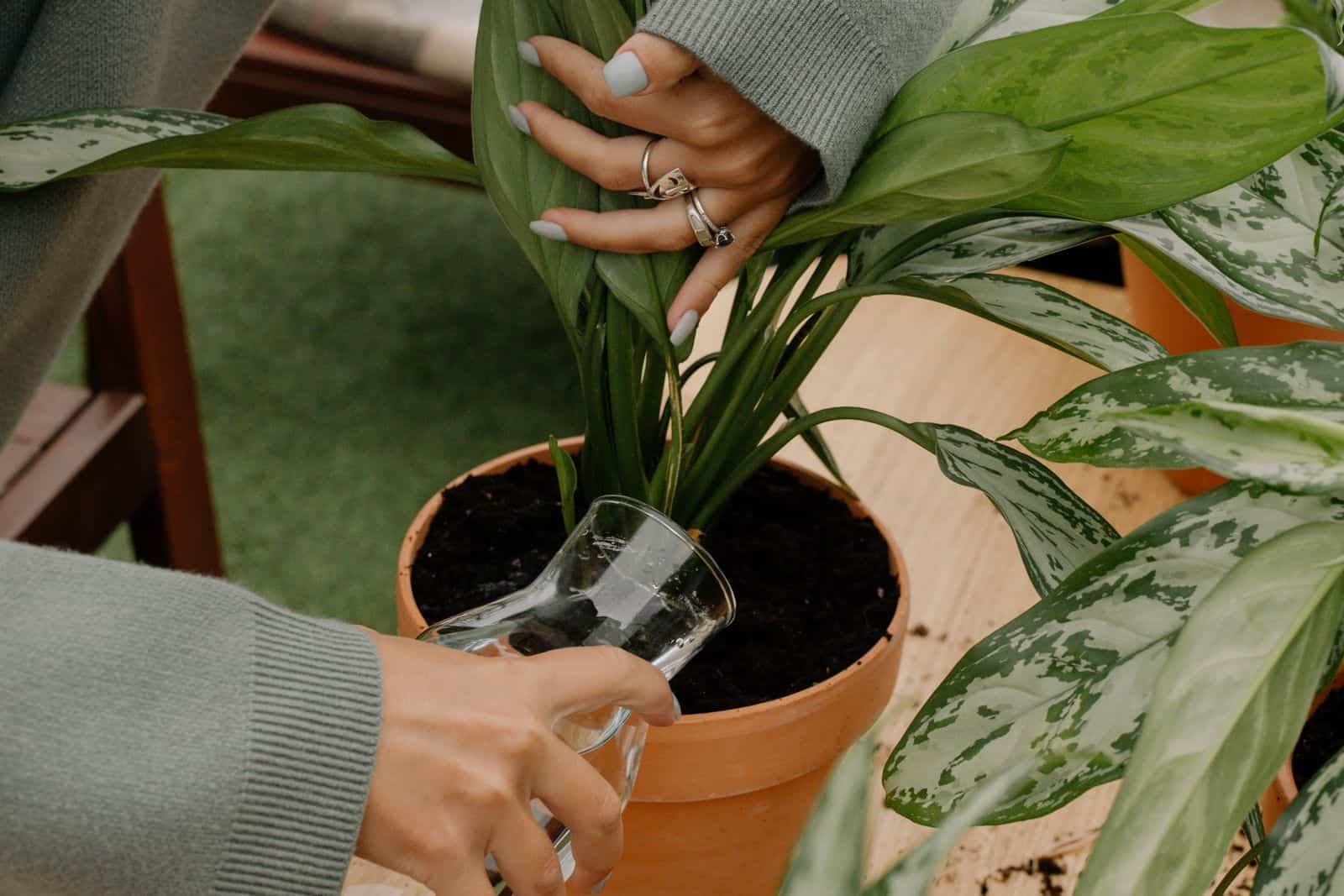 How to get rid of fungus gnats starts with watering: soaking a houseplant's soil carefully instead of letting it stay wet