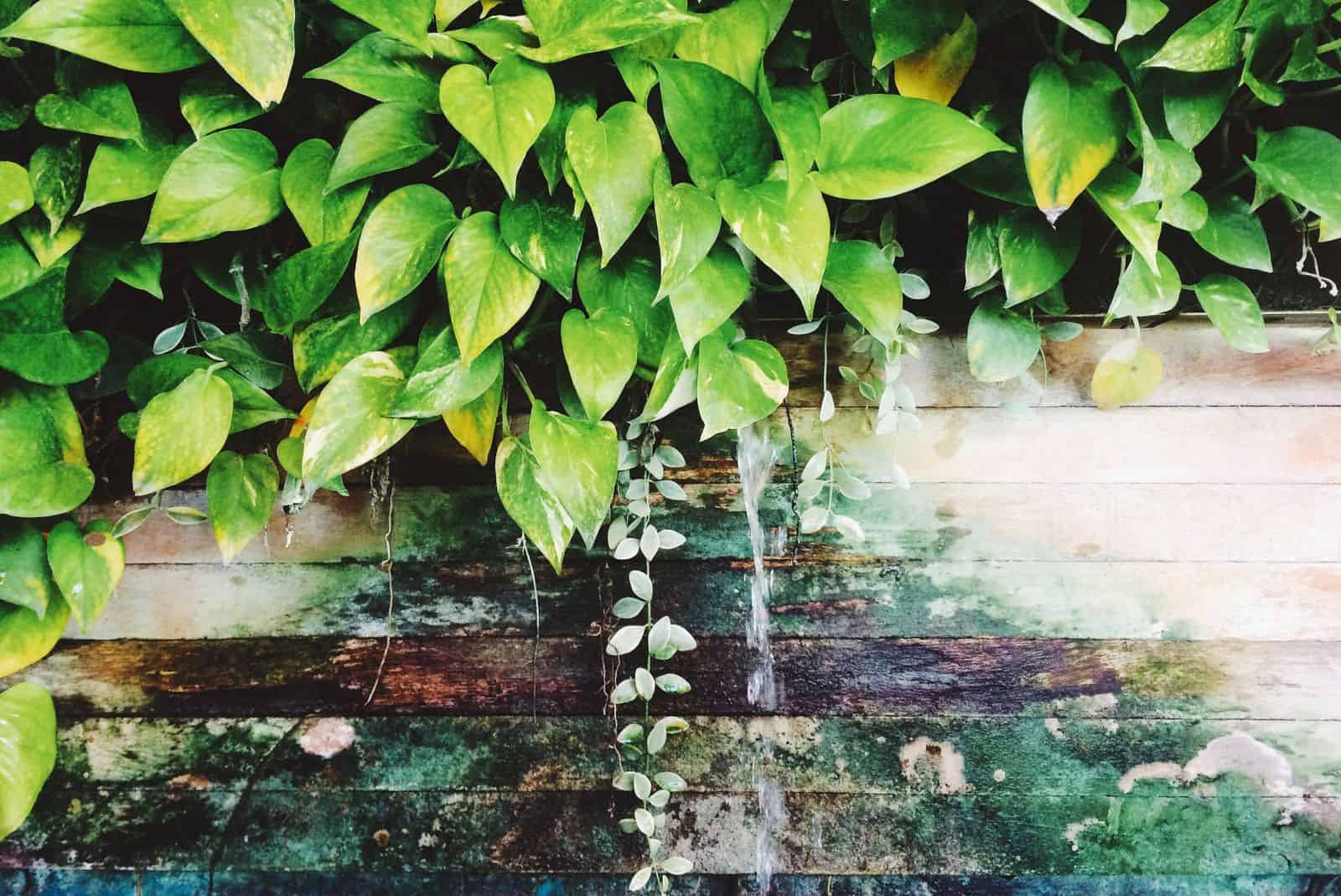 Golden pothos leaves with bright yellow variegation cascading over a weathered wooden wall
