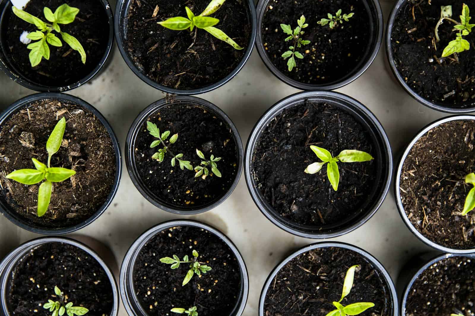 Overhead view of young vegetable seedlings growing in individual black pots filled with loose, dark potting mix