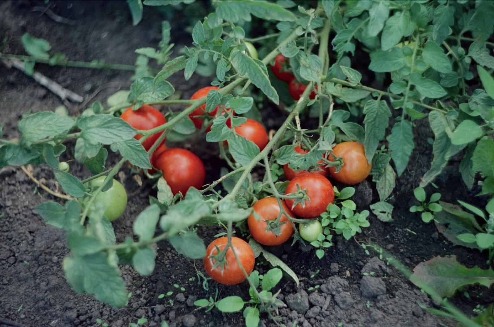 Cluster of ripe red and orange tomatoes hanging from a healthy, leafy tomato plant