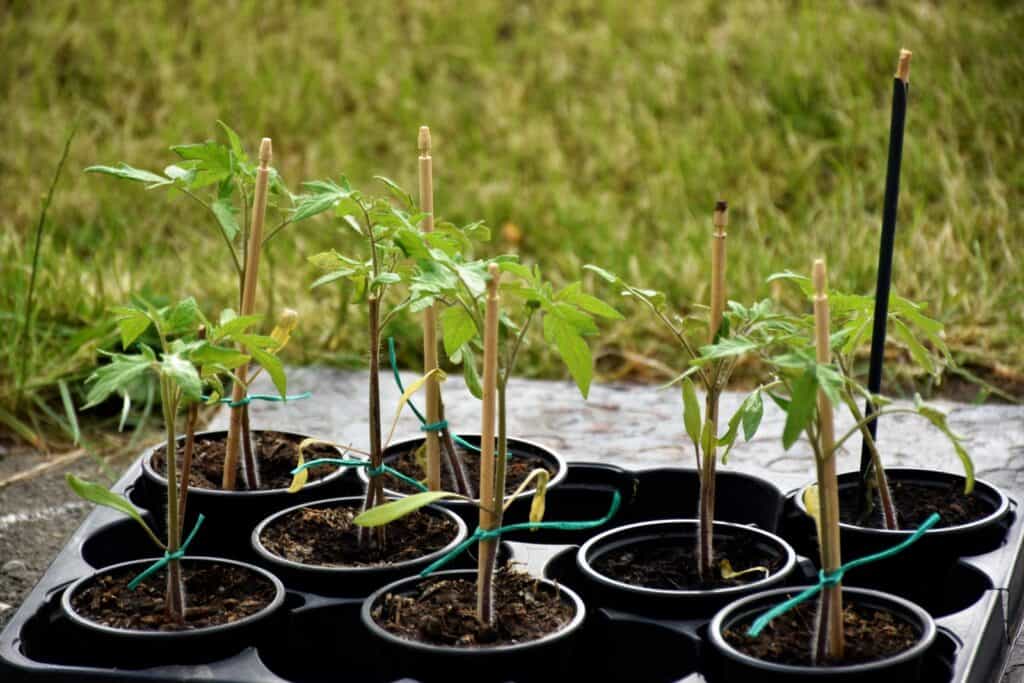 Young tomato seedlings staked with bamboo canes, each growing in its own black plastic container outdoors