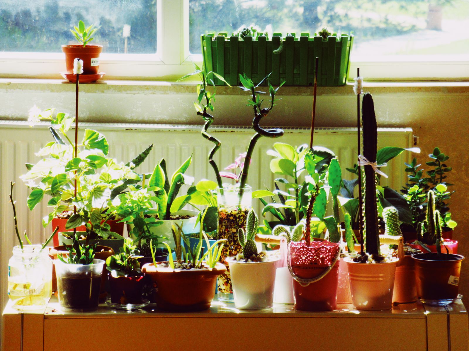 Assorted houseplants including cacti and succulents on a sunny windowsill