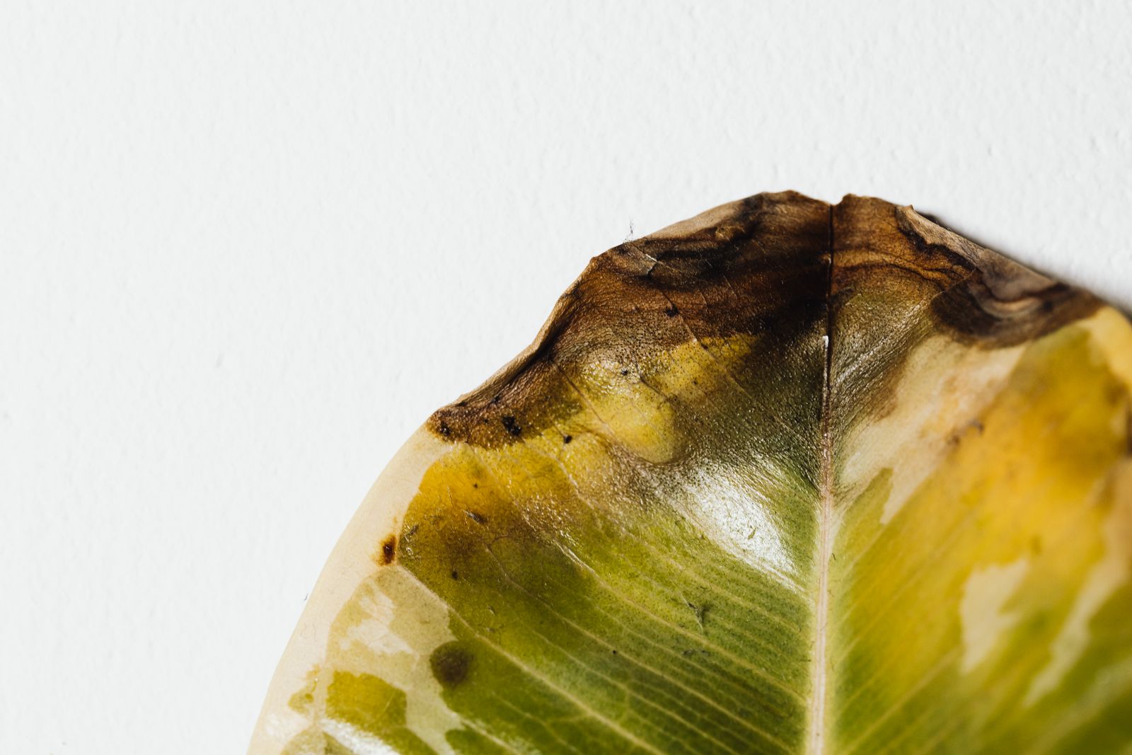 Close-up of a houseplant leaf turning yellow and brown at the edges