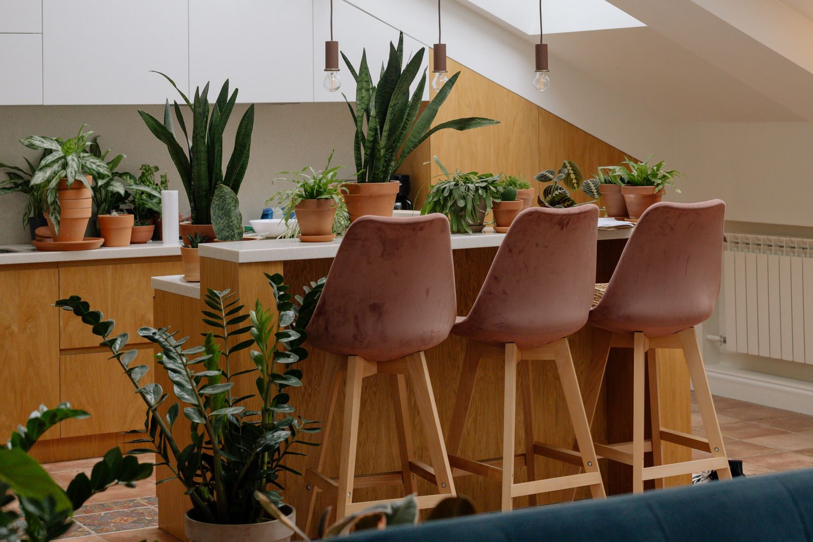 A collection of low light indoor plants, including snake plant and ZZ plant, thriving in a home kitchen