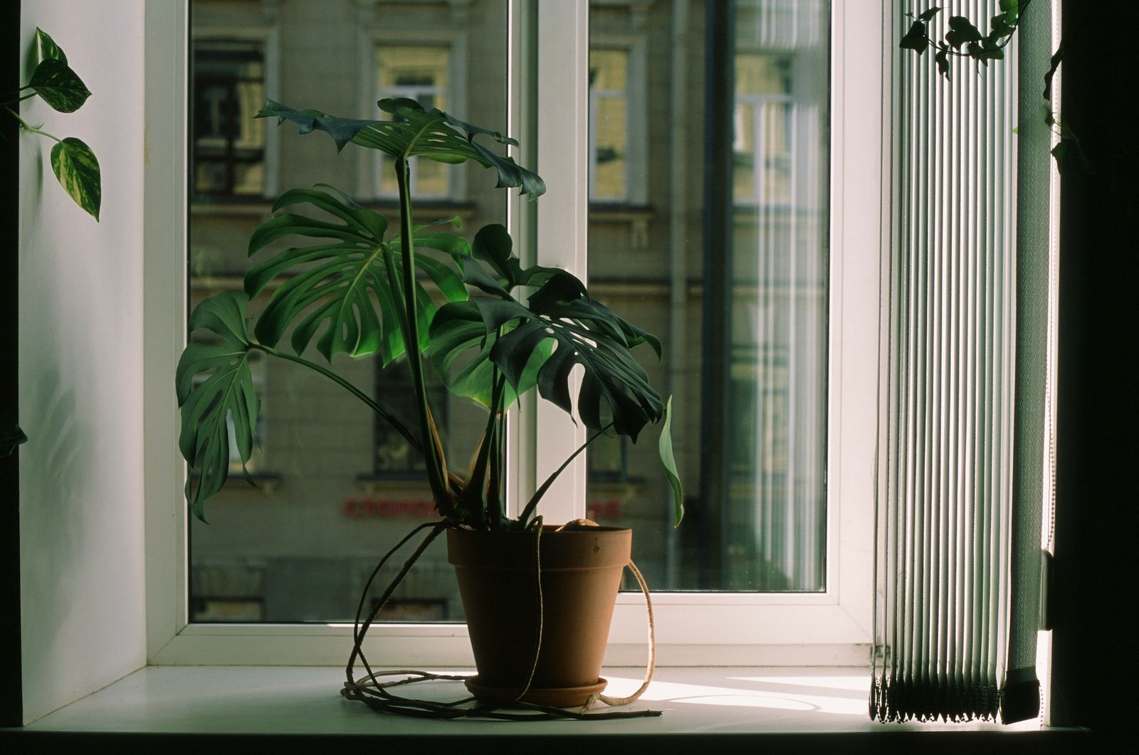 A Monstera deliciosa plant with fenestrated leaves growing beside a window