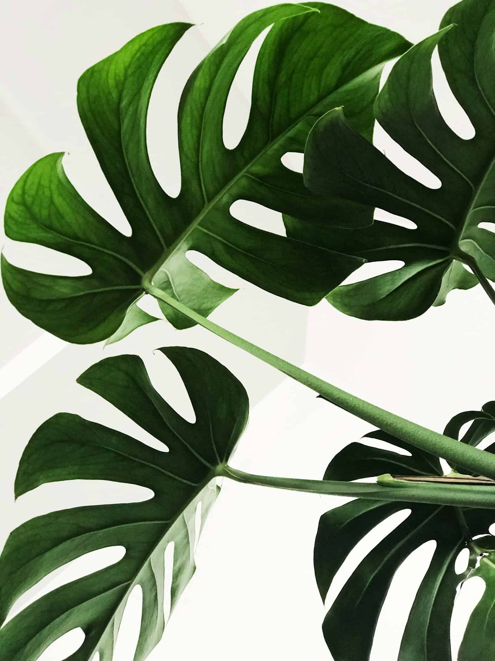 Monstera leaves not splitting? This is what mature, fully split leaves look like instead.