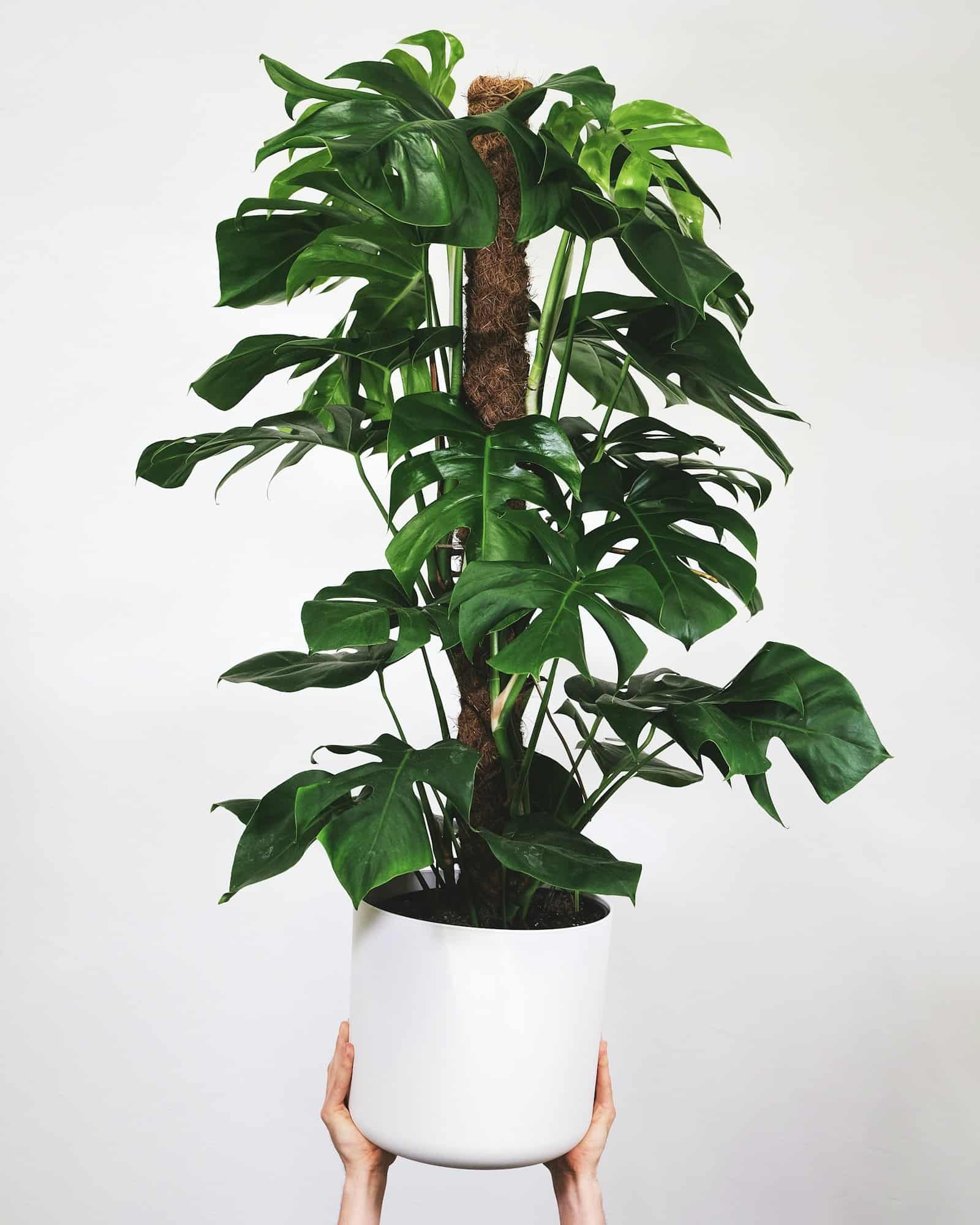 Mature Monstera deliciosa trained onto a moss pole for climbing support