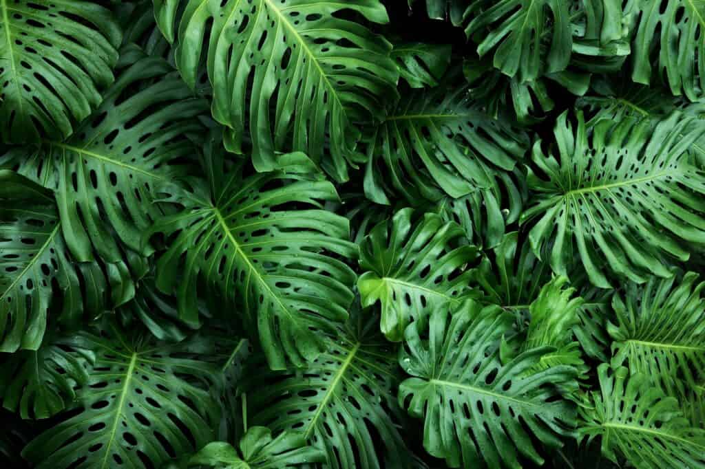 Close-up of mature Monstera deliciosa leaves showing deep splits and holes (fenestration)