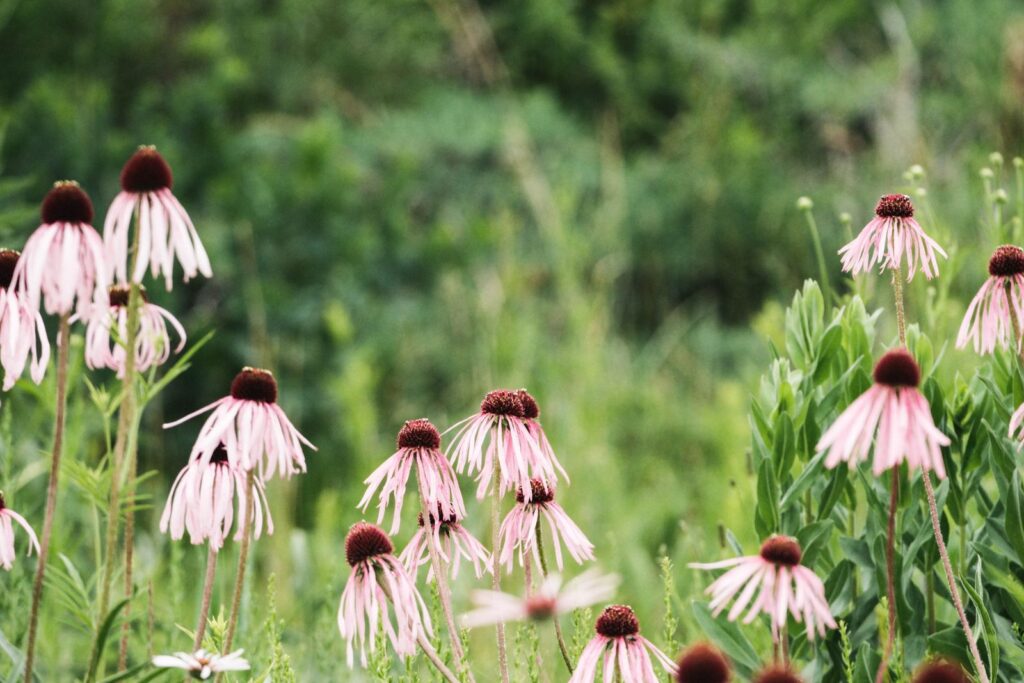 Native plant landscaping bed of pale purple coneflower in full bloom in a Chicago garden