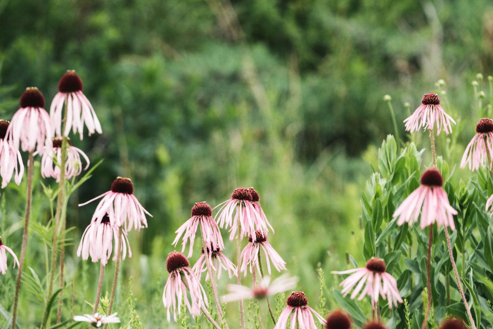 Native plant landscaping bed of pale purple coneflower in full bloom in a Chicago garden
