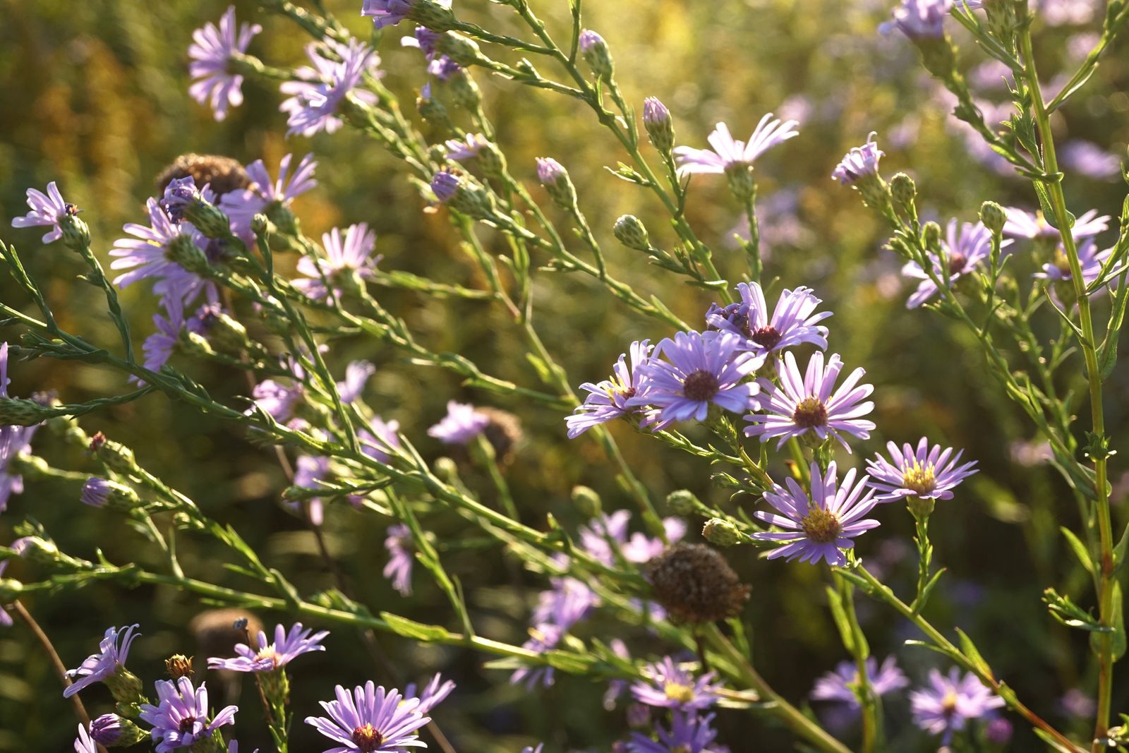 Purple New England aster blooming in a sunlit fall meadow, a true regional native perennial