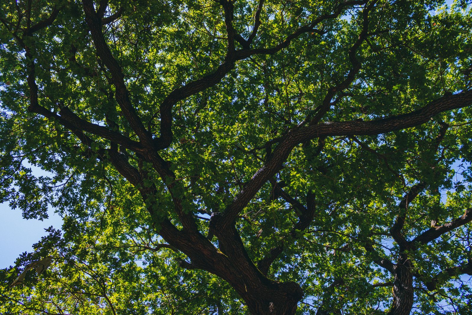 Looking up through the leafy canopy of a mature shade tree against a blue sky
