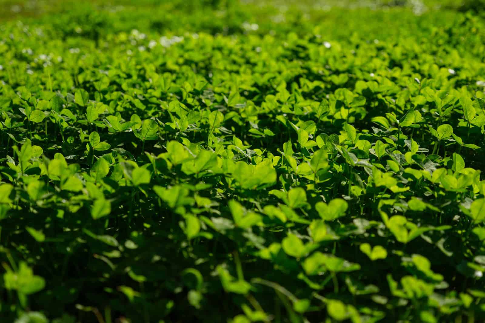 Clover groundcover growing in a no grass front yard instead of traditional turf