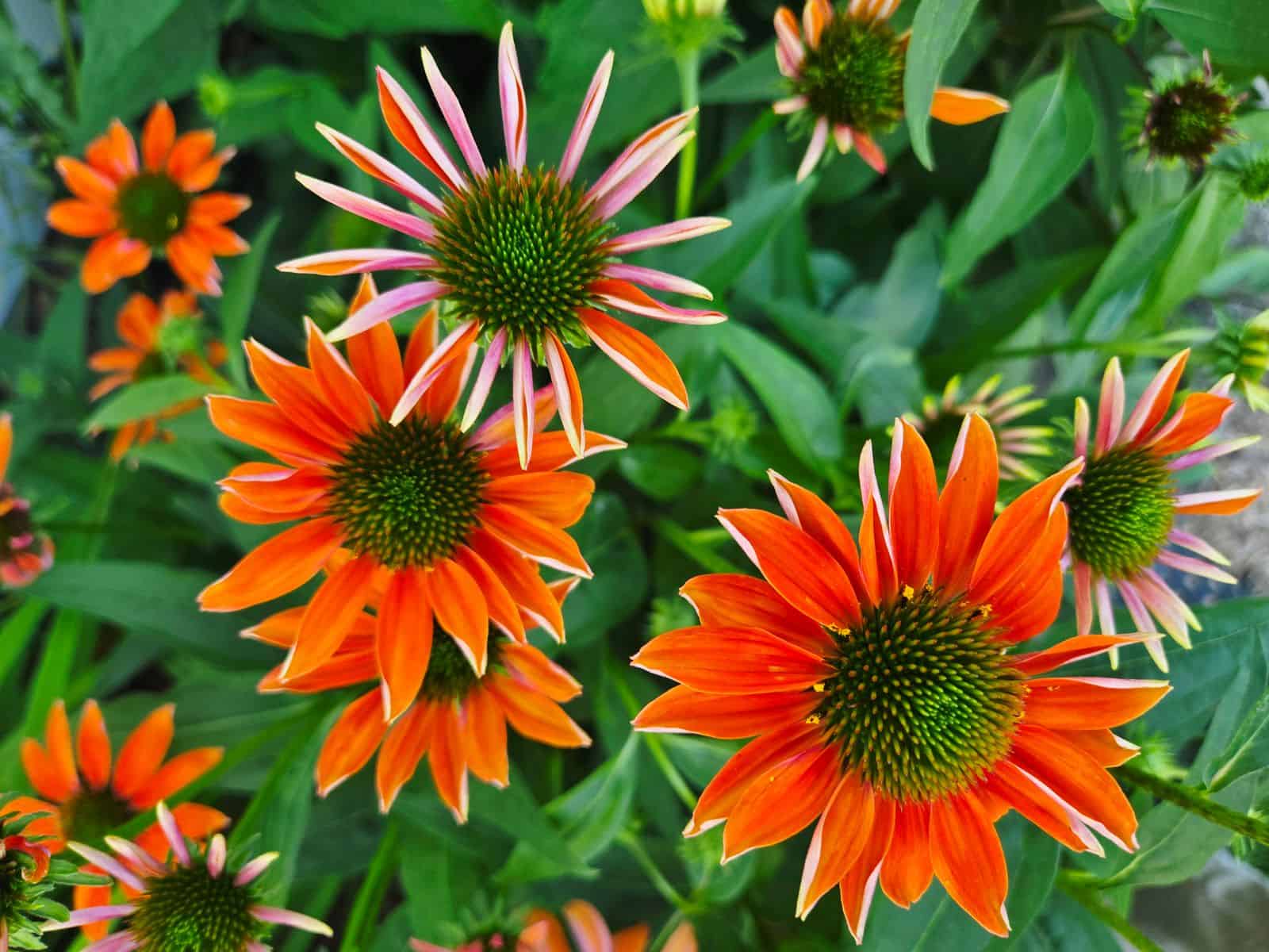 Orange coneflowers blooming in a native perennial garden bed
