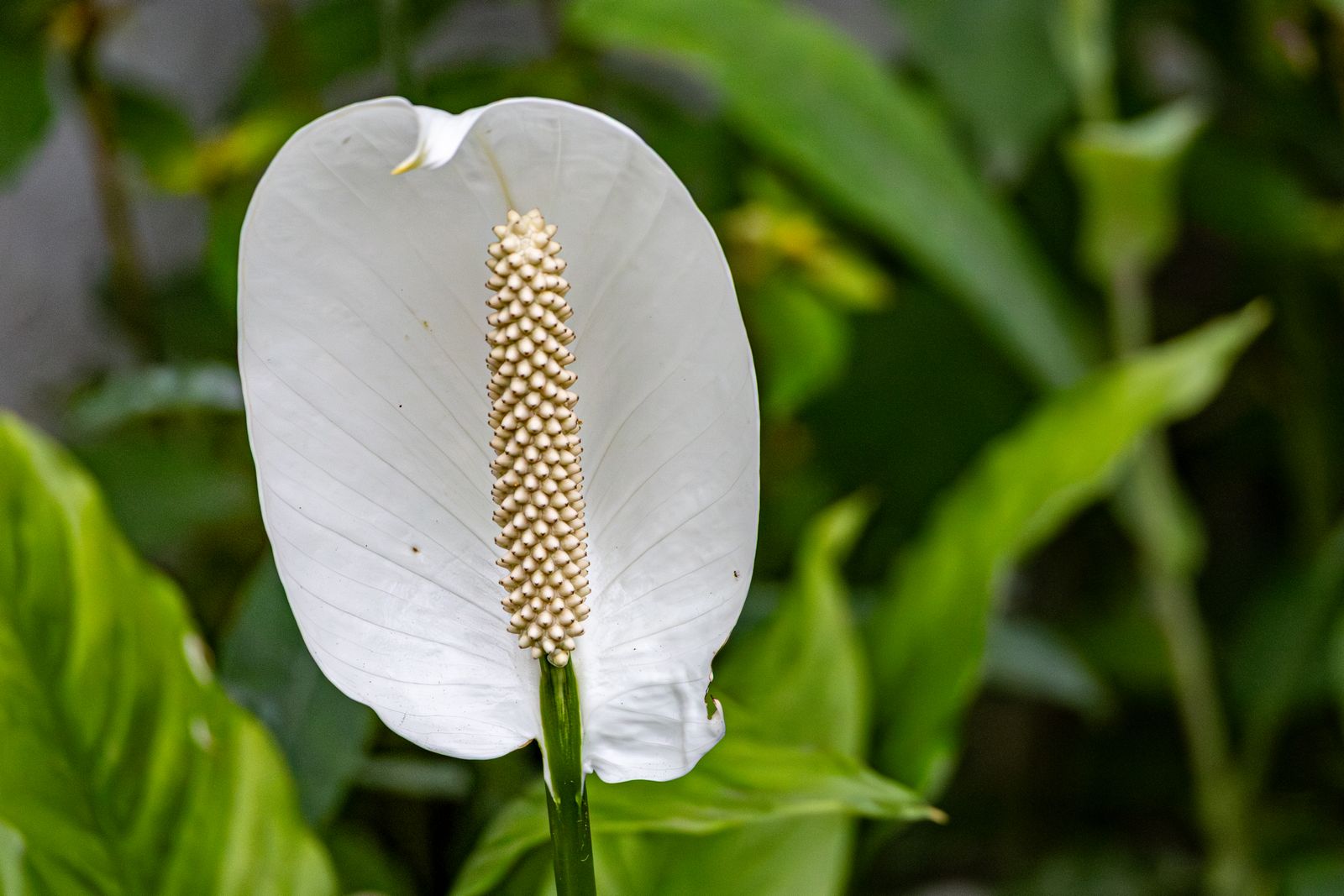 A white peace lily (Spathiphyllum) flower surrounded by dark green leaves