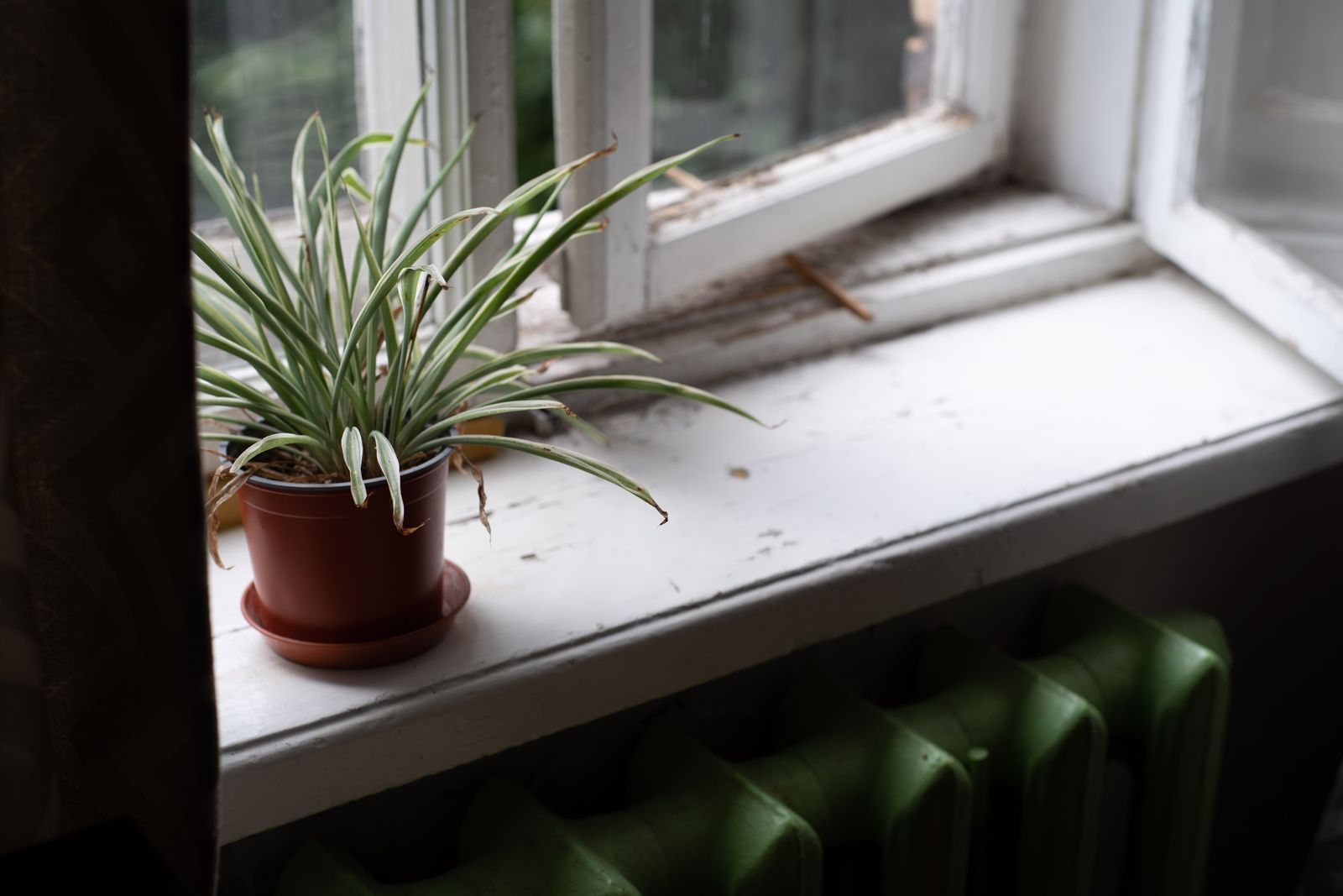 A spider plant, one of the most popular pet safe houseplants, on a sunny windowsill