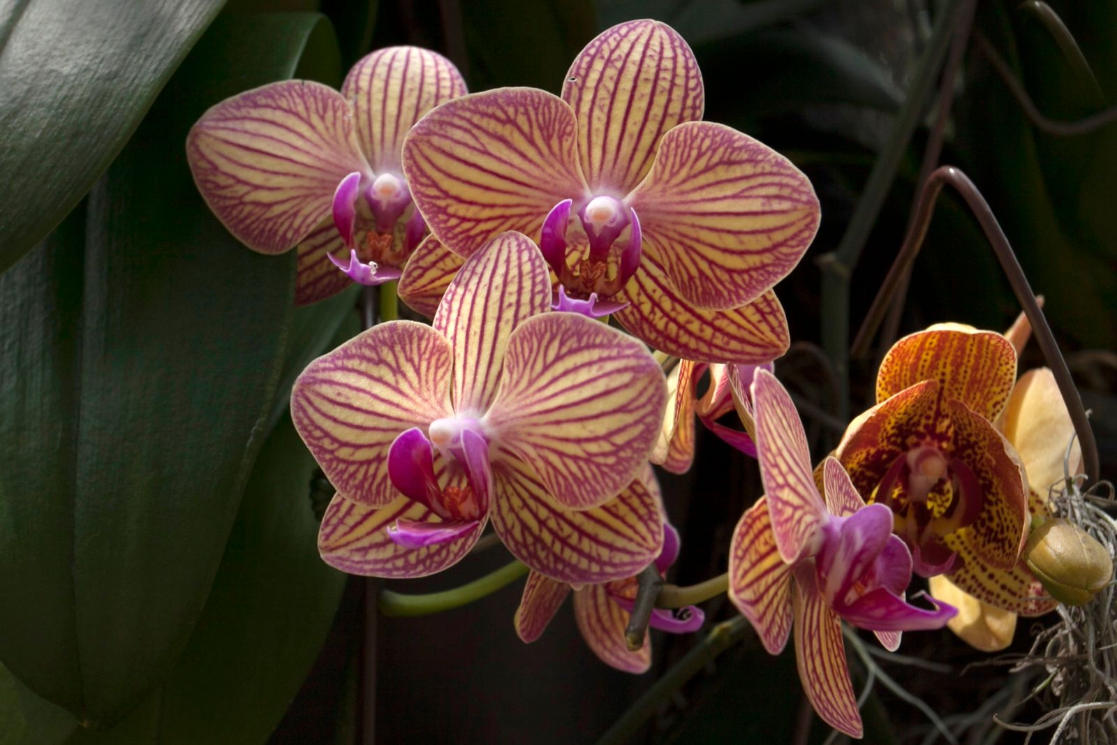 A blooming Phalaenopsis orchid, a pet-safe flowering houseplant non-toxic to cats and dogs