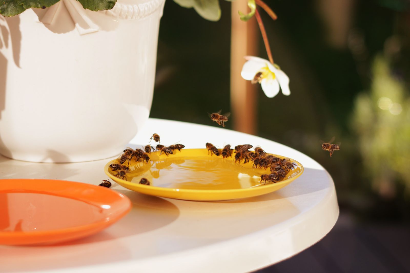 Several honeybees clustered at the edge of a shallow water dish, a simple water source for pollinators