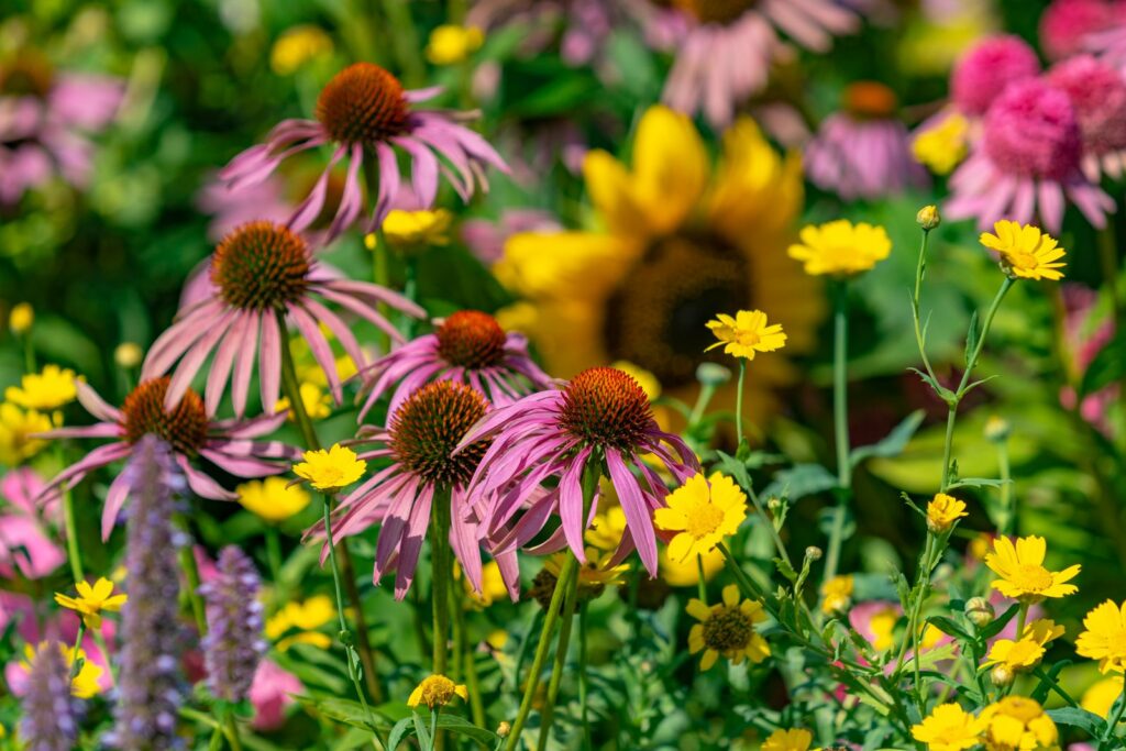 A pollinator garden bed with purple coneflowers, sunflowers, and yellow coreopsis in full summer bloom