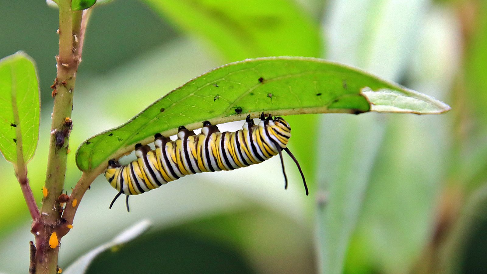 A monarch caterpillar with yellow, black, and white stripes feeding on a milkweed leaf, the only host plant monarch caterpillars can eat