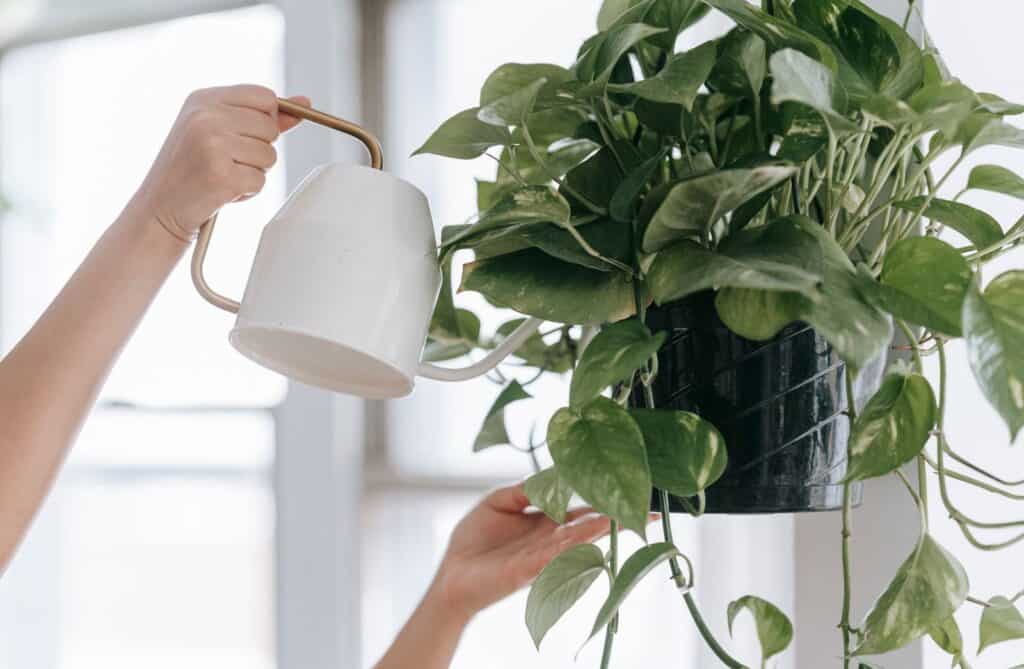 Pothos care: watering a hanging golden pothos by a bright window