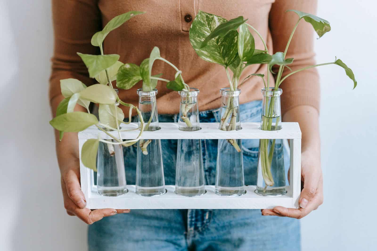 Pothos cuttings rooting in a row of small glass vases filled with water
