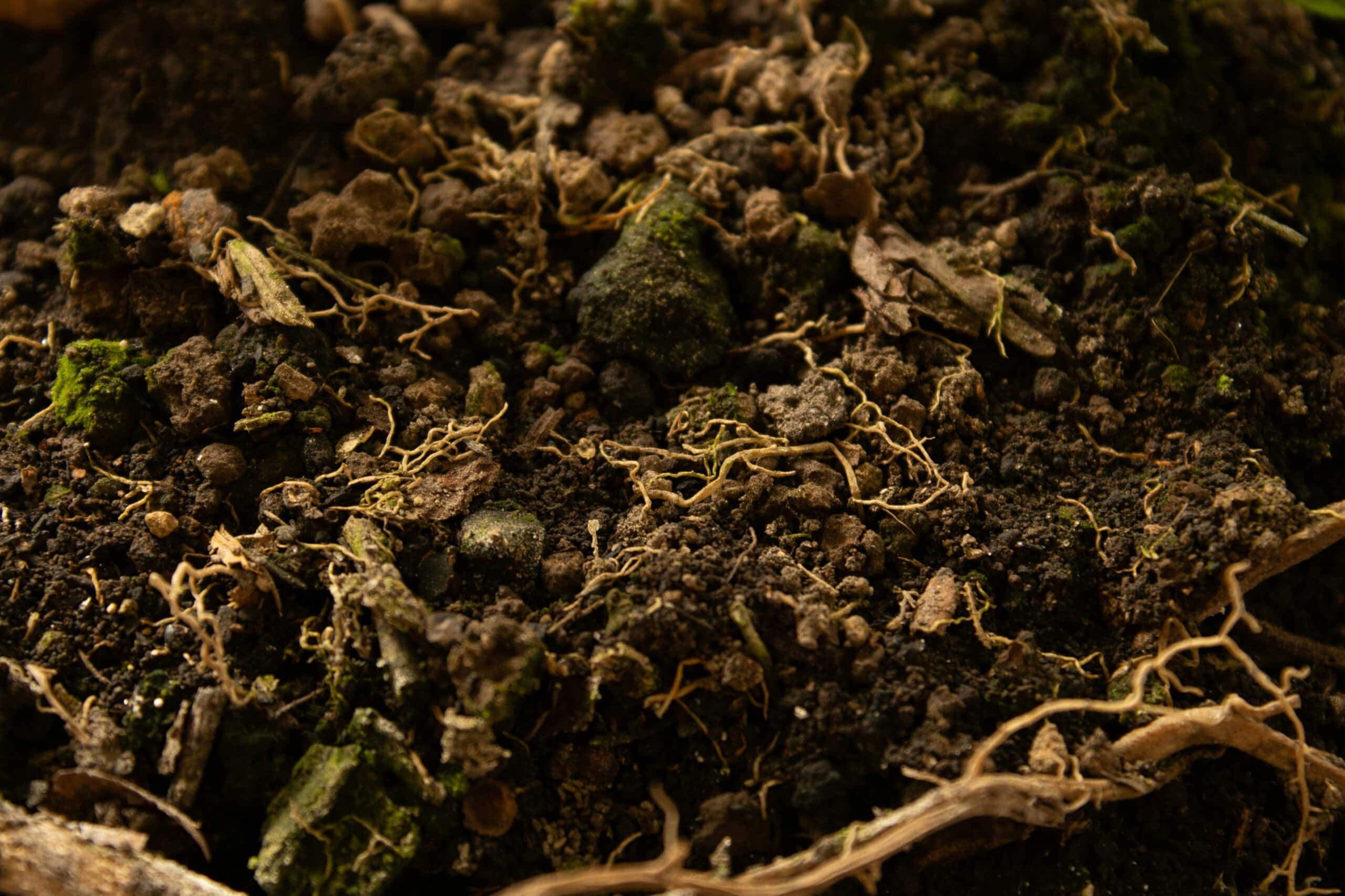 Close-up of loose, dark, crumbly compost-rich soil texture