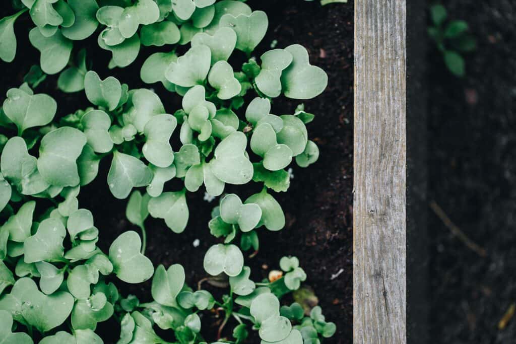 Raised bed soil mix with fresh seedlings growing in a wooden raised garden bed