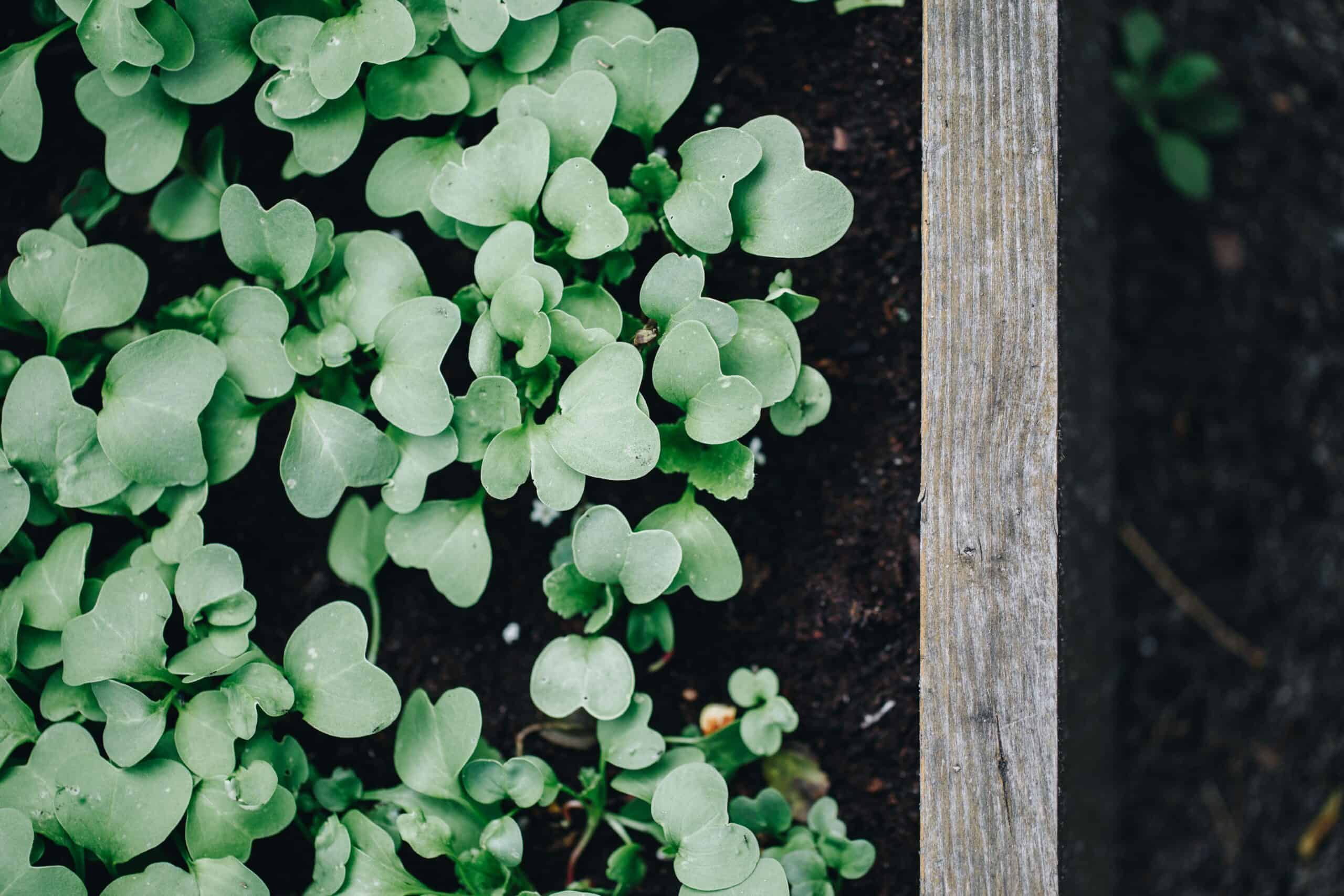 Raised bed soil mix with fresh seedlings growing in a wooden raised garden bed