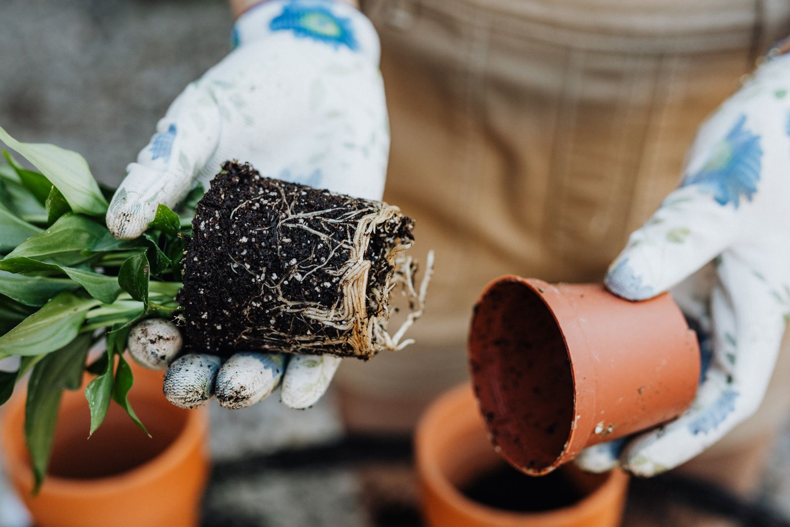 Gloved hands moving a plant with its root ball into a clean pot with drainage holes