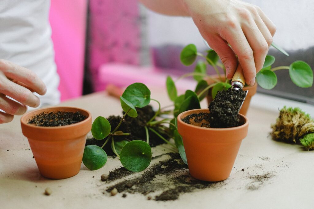 Hands repotting an overwatered plant into a fresh terracotta pot, part of a root rot rescue
